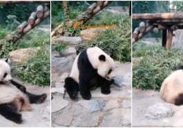 panda cute