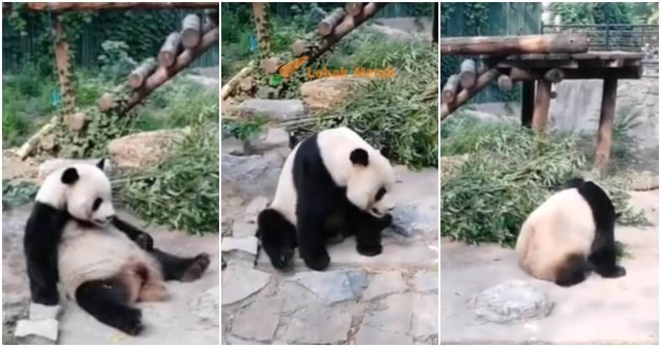 Panda Cute