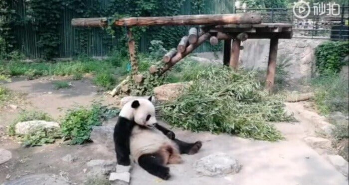 Panda2