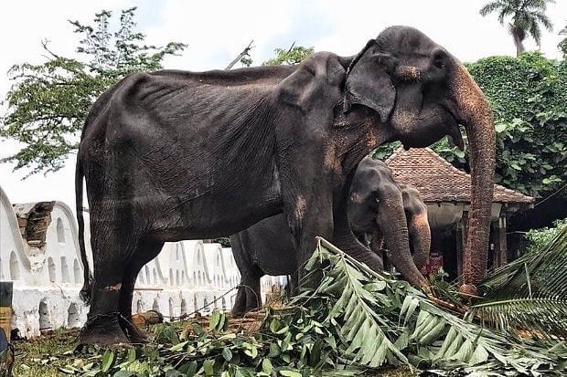 Download 400 Koleksi Gambar Gajah Marah Keren Gratis