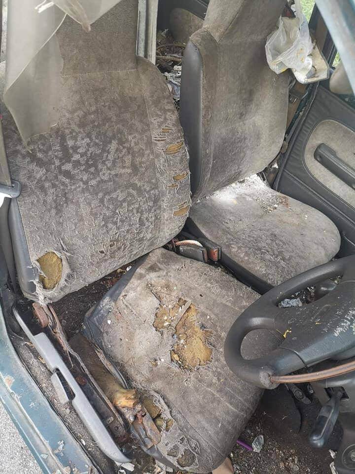 kancil6