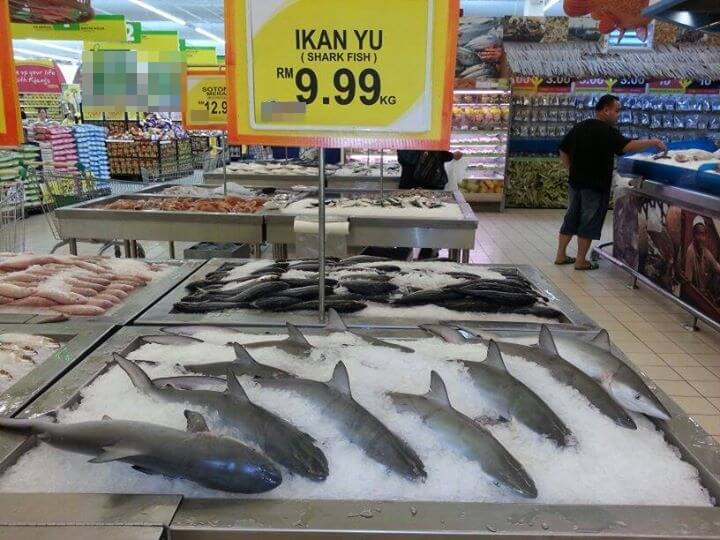 Ikan Yu2