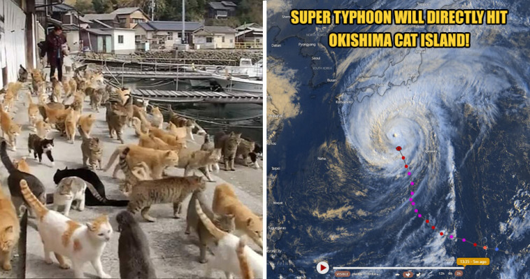 Japans Famous Okishima Cat Island Is At Risk Of Being World Of Buzz 6 1