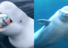 2beluga