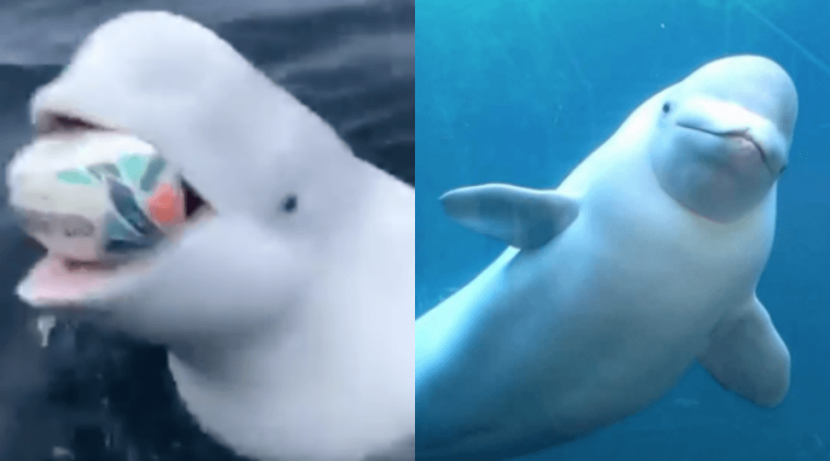 2Beluga