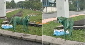 Anjing Hijau 1