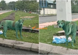 anjing hijau