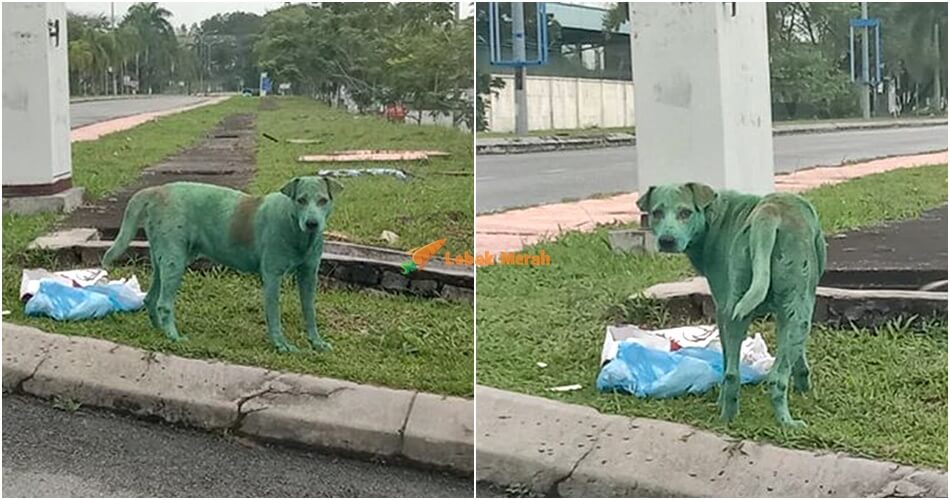 anjing hijau