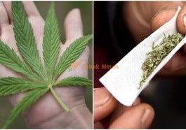 marijuana