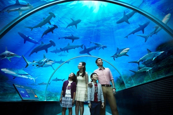 Shark Seas at SEA Aquarium Singapore