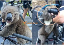 feature image koala