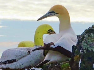 Nigel Gannet