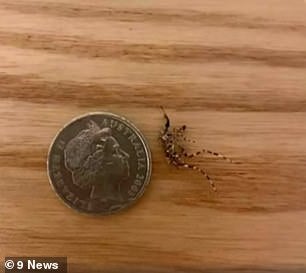 24005718 7940259 The monster mosquito pictured was found in a Killara backyard on m 19 1580254464237