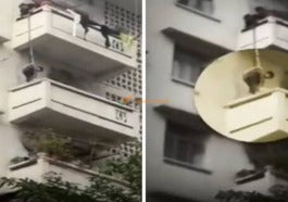 Cat Balcony China 696x492 1