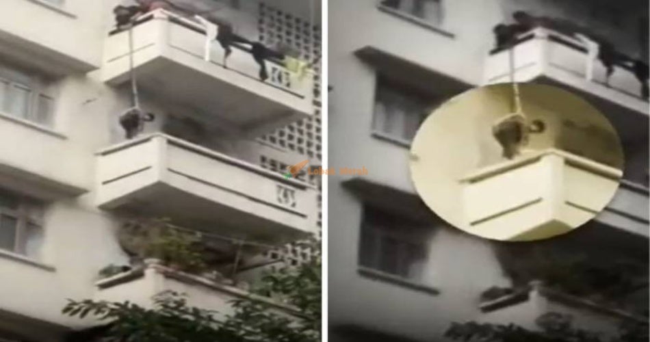 Cat Balcony China 696x492 1