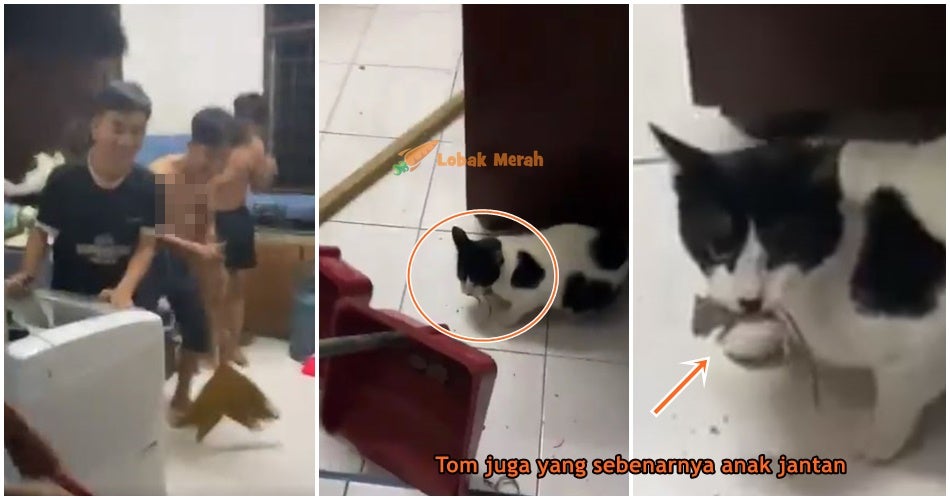 featured image kucing tom