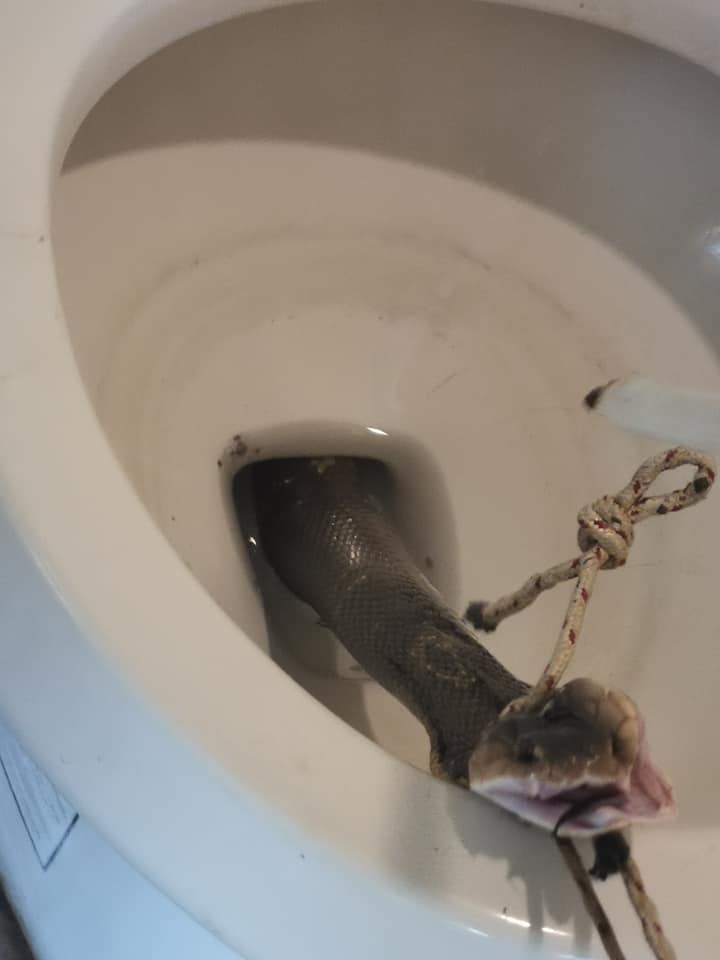 Man Discovers Large Cobra Hiding In Toilet Bowl At Home Just Before He Used It World Of Buzz 2