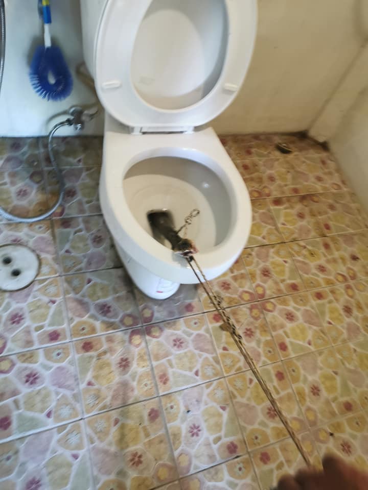 Man Discovers Large Cobra Hiding In Toilet Bowl At Home Just Before He Used It World Of Buzz 3