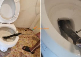 Man Discovers Large Cobra Hiding In Toilet Bowl At Home Just Before He Used It World Of Buzz 4 E1634356182761