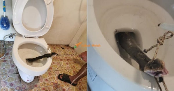 Man Discovers Large Cobra Hiding In Toilet Bowl At Home Just Before He Used It World Of Buzz 4 E1634356182761