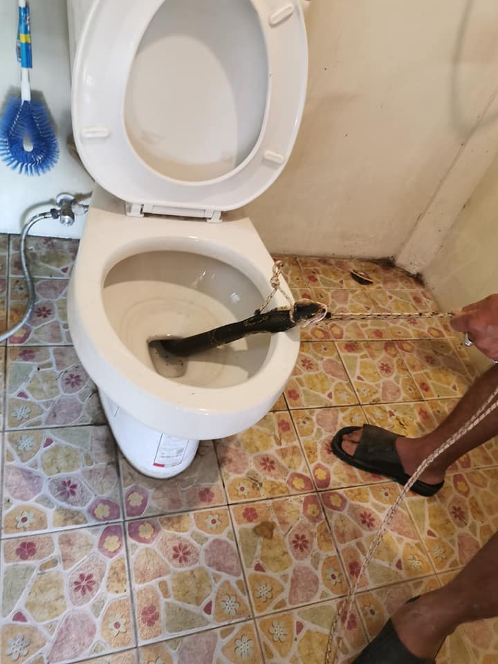 Man Discovers Large Cobra Hiding In Toilet Bowl At Home Just Before He Used It World Of Buzz