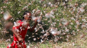 Reuters Ethiopia Locusts 12Jan20