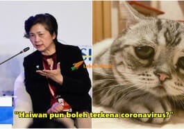 sad cat