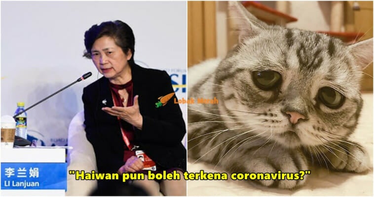 sad cat