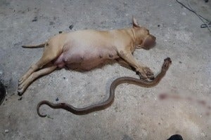 pitbull n ular 1
