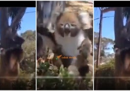Combine Koala