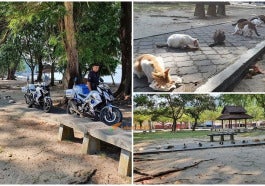 Combine Kucing 3