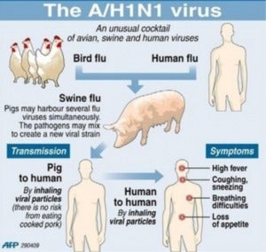 H1N1