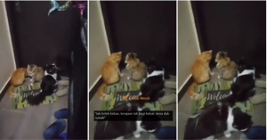 Kucing 3