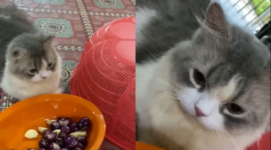 1Kucing