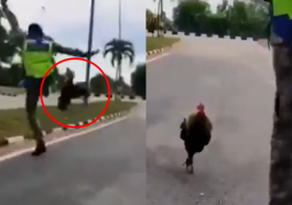 2ayam