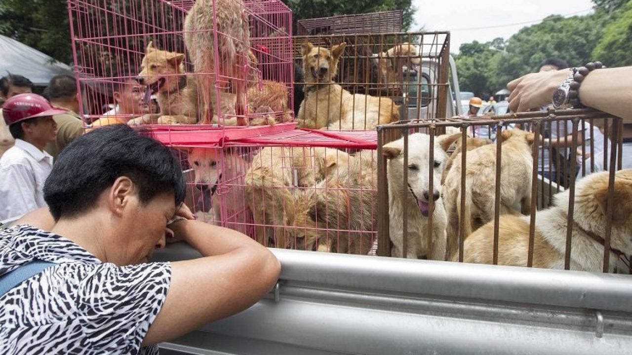 China Yulin Dog Meat Festival 1 1280X720 1