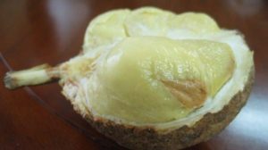 Durian Gundul 2806