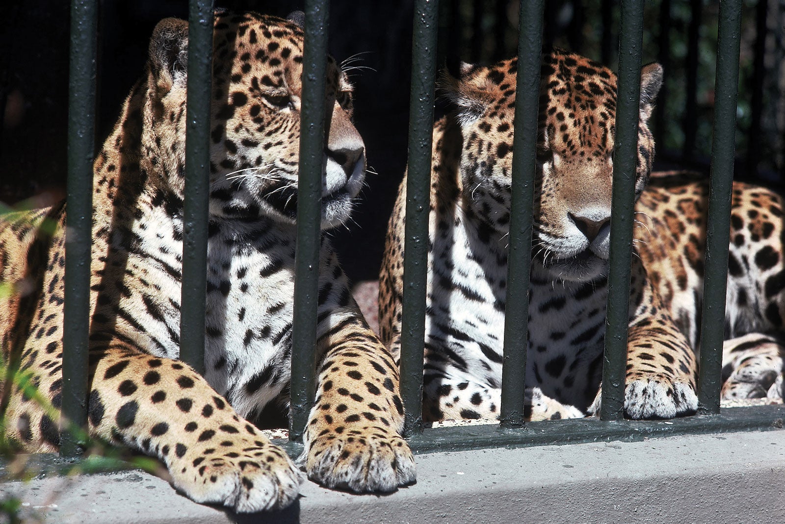 jaguars zoo