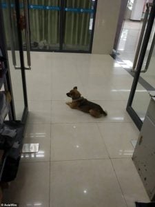 anjing2 1