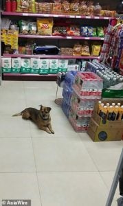 anjing3 1