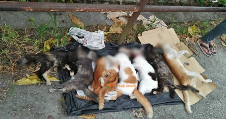 kucing 3