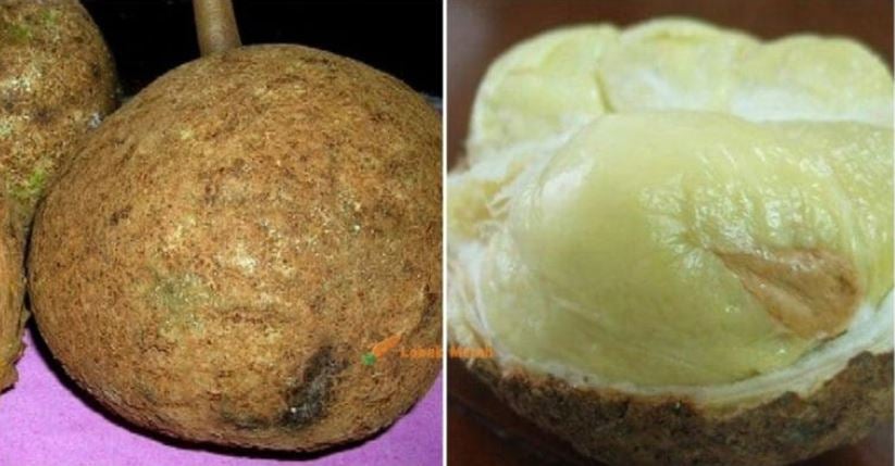 durian