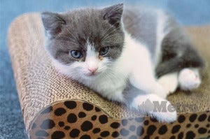 kucing 4