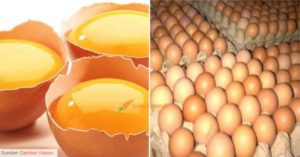 telur 1 1
