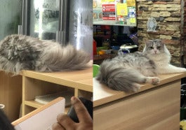 3cat