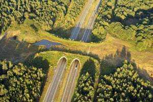 Wildlife Crossing Netherlands