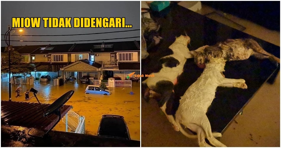 Kucing Antara Yang Terkorban Ekoran Banjir Kilat Di Kajang ...