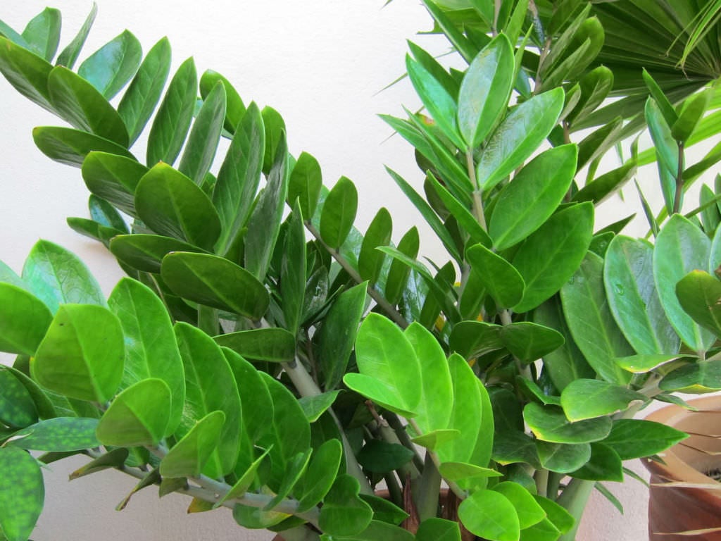 Zamioculcas Zamiifolia Zz Plant1