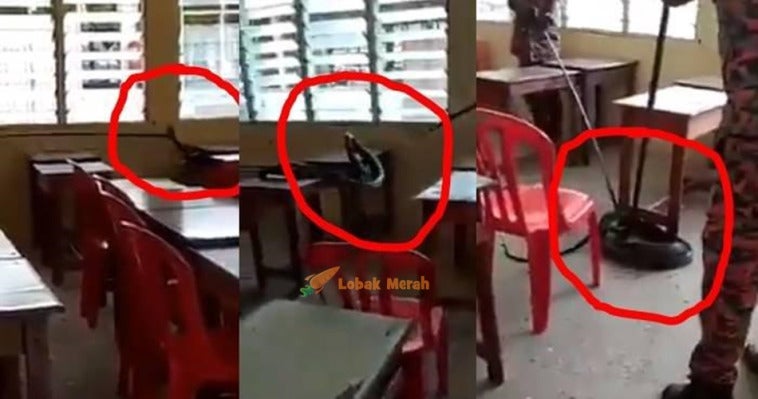 Ular Besar Ditemukan Di Bangku Sekolah