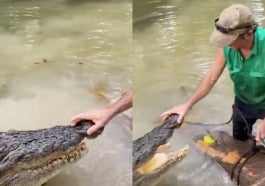 2buaya 1
